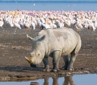 Lake Nakuru Rhino